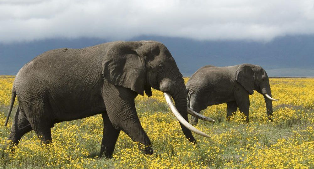 African elephants roaming, Tanzania (Demo) (Demo)