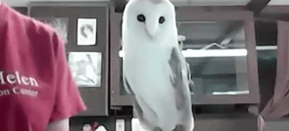 Virtual Trip - Glen Helen: Virtual Owl Prowl