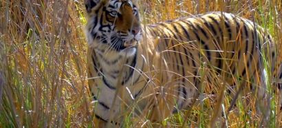 Animal Safari: Tiger, Lion, Leopard & Jaguar